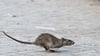 Viele tausend Meldungen zu Ratten gehen jedes Jahr bei den Berliner Bezirken ein. (Archivbild)