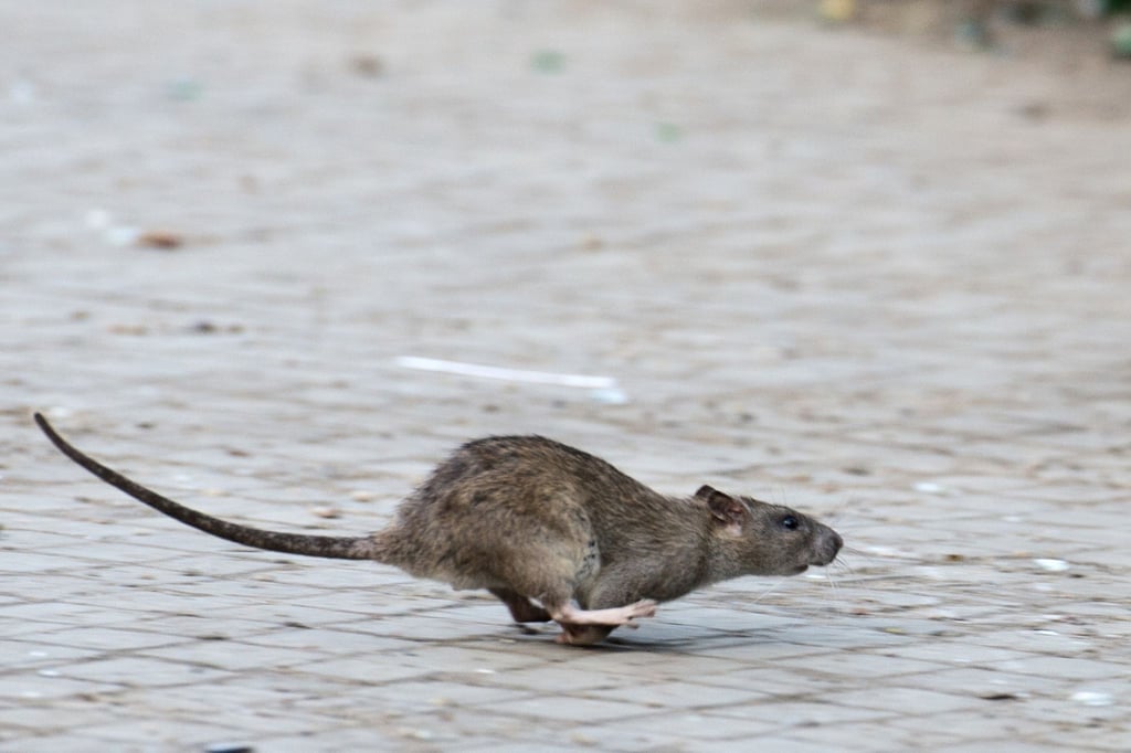 Viele tausend Meldungen zu Ratten gehen jedes Jahr bei den Berliner Bezirken ein. (Archivbild)