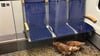 „Die Eier sind 1. Klasse“, schrieb die Deutsche Bahn auf Instagram zu den zurückgelassenen Hühnern.