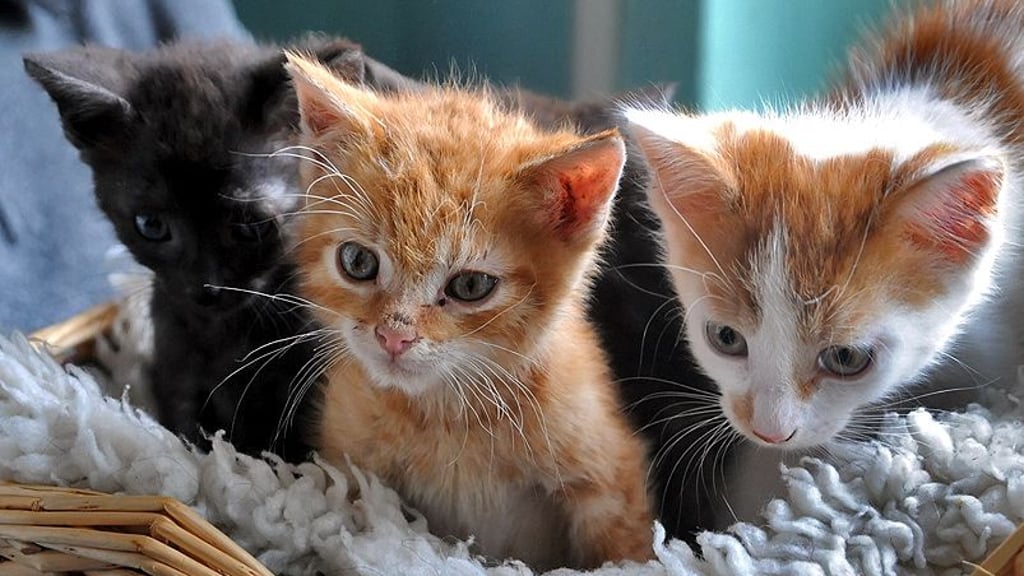 In der Vergangenheit wurden im Ascherslebener Tierheim viele Katzenjunge aufgezogen. Jetzt gibt es ein Aufnahme-Stopp.
