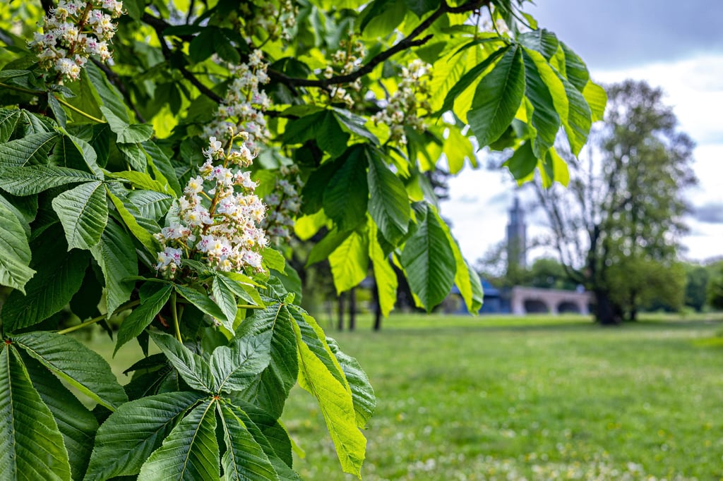 Im Magdeburger Klosterbergegarten soll eine historische Sonnenuhr rekonstruiert werden. Dafür werden Spenden gesammelt.
