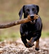 Süß aber teuer: Solch ein Dackel kostet in Dessau-Roßlau 90 Euro im Jahr – solange es der einzige Hund in der Familie ist.