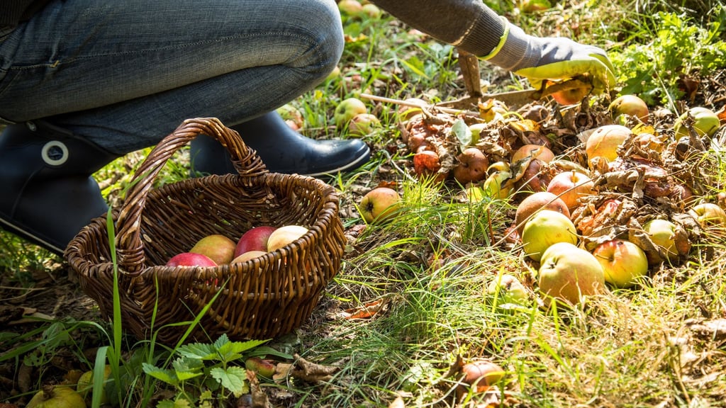 Fremde Früchte: Solche, die von selbst vom Nachbargrundstück auf das eigene fallen, dürfen aufgesammelt werden - Nachhelfen ist aber verboten.