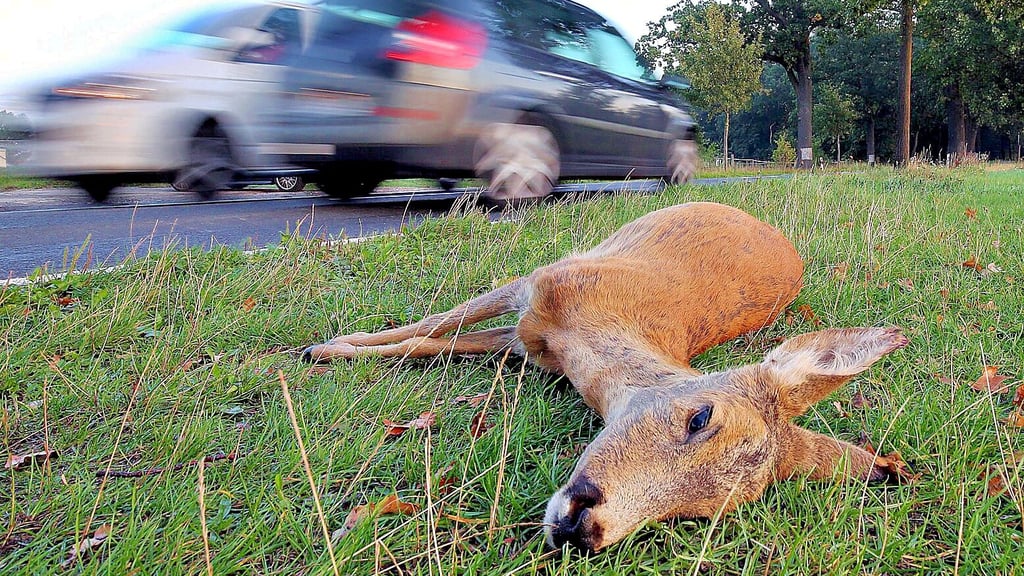 Wenn die Uhr zurück auf Winterzeit geastellt wird, ist die Gefahr von Wildunfällen wieder deutlich größer.