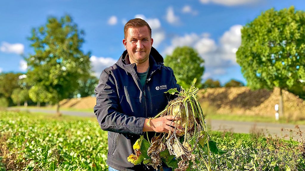 Agrarchef Tino Gast zieht eine Zuckerrübe aus dem Boden. Gar nicht so einfach per Hand. Auf rund 100 Hektar wächst rund um Rackith die süße Frucht, doch eine winzige Zikade setzt den Beständen zunehmend zu.