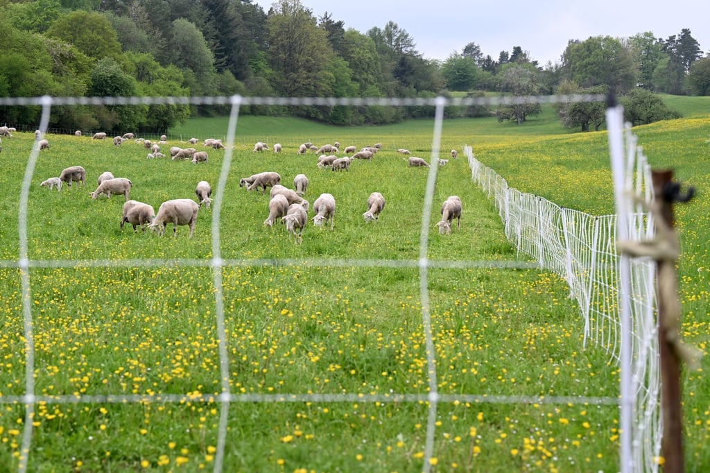 Zunächst war unklar, ob die Schafe von einem oder mehreren Wölfen gerissen worden waren. (Symbolbild)