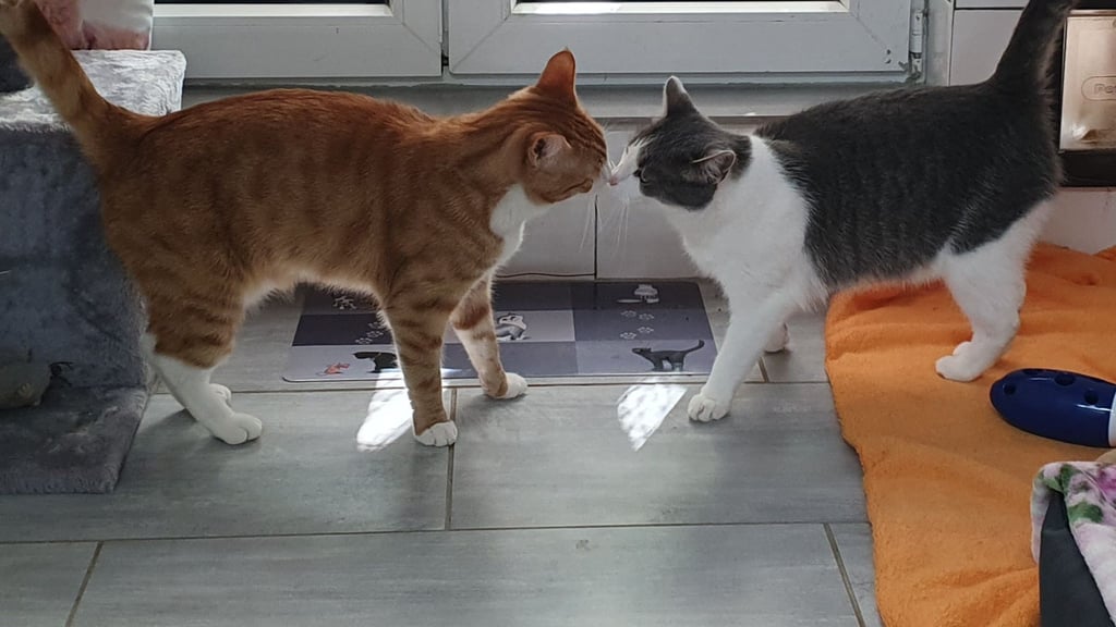 Auch dieses besondere Duo wird im Tierheim Quedlinburg betreut. Das Tierheim lädt jetzt zum Herbstfest ein.