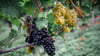 Die Weinernte fällt geringer aus als zu Beginn erwartet. (Archivbild)