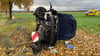 Nach einem missglückten Überholvorgang hat sich eine 81 Jahre alte Frau zwischen Gernrode und dem Kreisverkehr der Landesstraße 66 mit ihren VW Golf überschlagen - sie wurde schwer verletzt und mit einem Hubschrauber in eine Klinik geflogen.