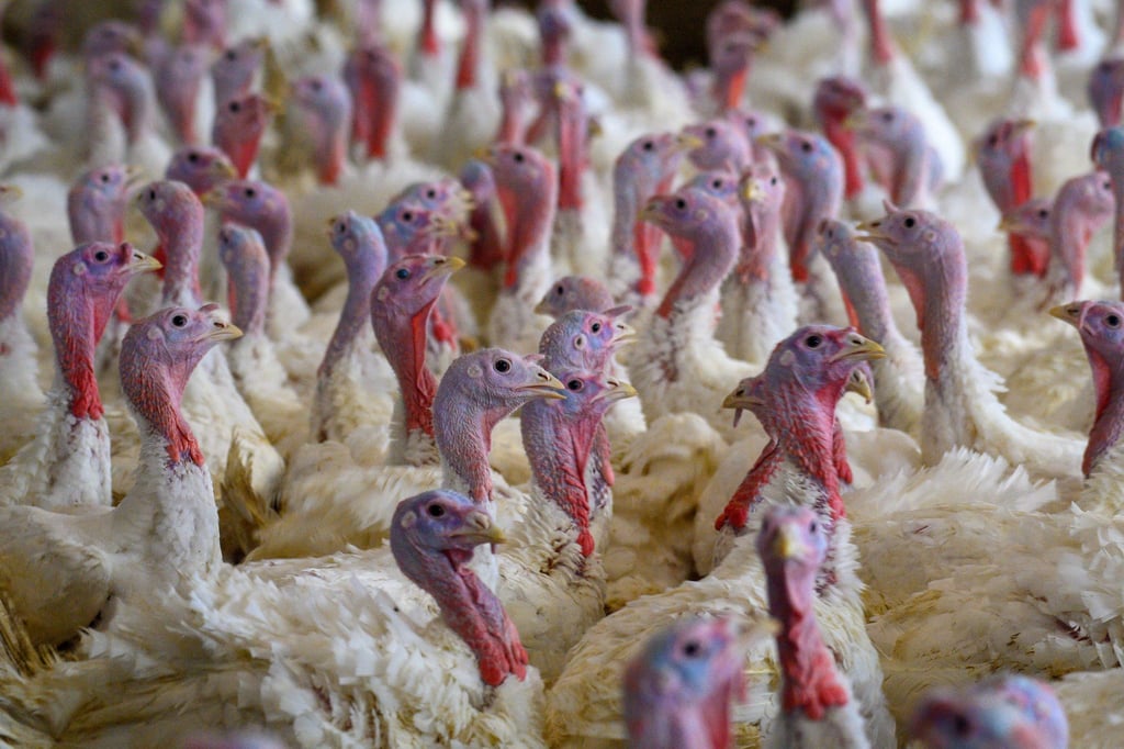 Die Tiere wurden „tierschutzgerecht“ getötet, hieß es. (Symbolbild)