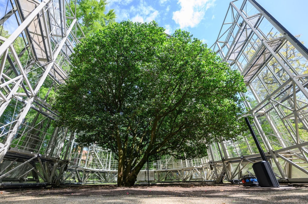 Die Kamelie verließ das Glashaus zuletzt im Mai 2025 (Archivbild).