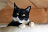 Nelli ist eine der Katzen, die im Katzenhaus des Tierschutzvereins Halberstadt auf ein neues Zuhause warten.