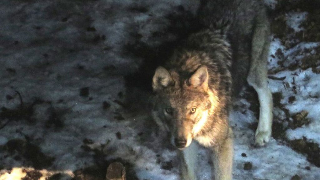 Ein Wolf zeigt sich bei einem früheren Abendspaziergang im Tierpark Hexentanzplatz Thale.