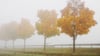 Das Wetter in Sachsen-Anhalt bleibt auch Mitte Oktober grau und wolkenverhangen.