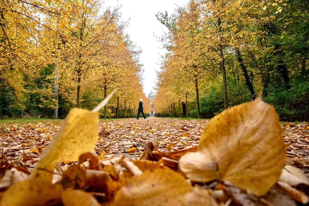 Der goldene Herbst hat begonnen - und ist auch im Dessauer Georgengarten angekommen.