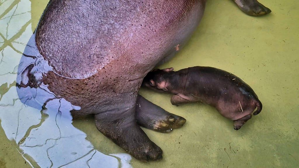 „Mutter Nala lässt ihren kleinen Bullen regelmäßig trinken, das ist ein überaus erfreuliches Zeichen für uns“, sagte Zoo- und Tierparkdirektor Andreas Knieriem.