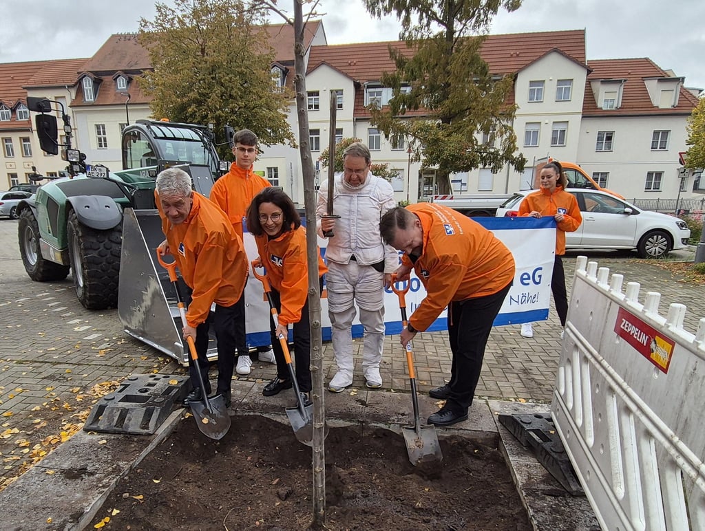Die beiden Vorstände Stefan Hildebrand und Dirk Leide pflanzten zusammen mit Nordica Kühne den Baum.