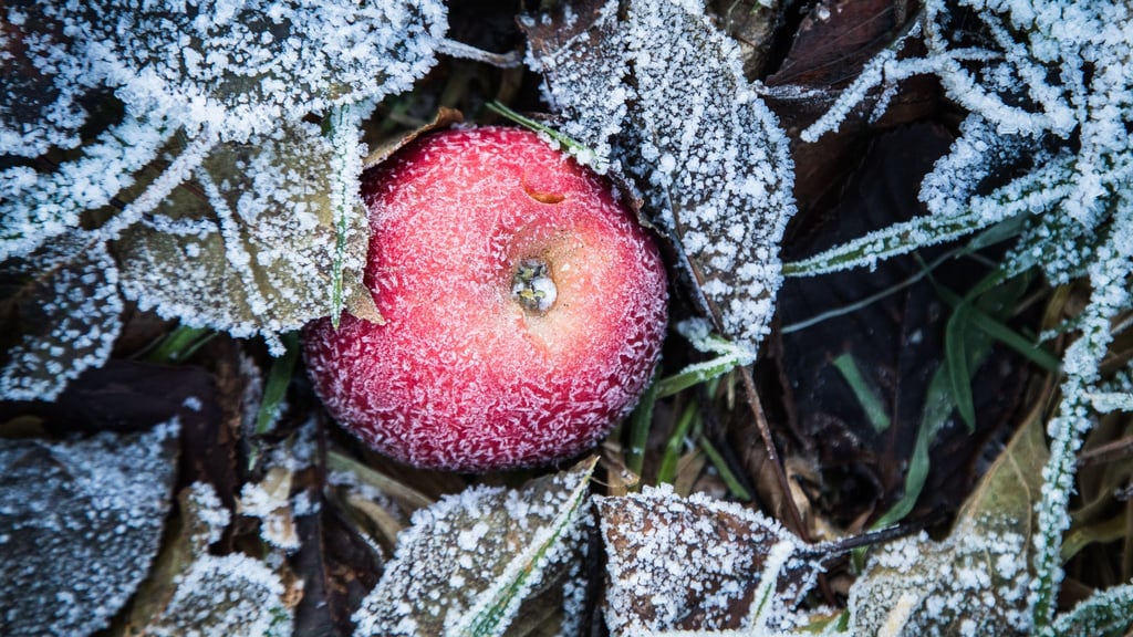 Überbleibsel: Wer im Herbst etwas Fallobst liegenlässt, schenkt etwa Gartenvögeln eine wertvolle Nahrungsquelle.