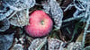 Überbleibsel: Wer im Herbst etwas Fallobst liegenlässt, schenkt etwa Gartenvögeln eine wertvolle Nahrungsquelle.