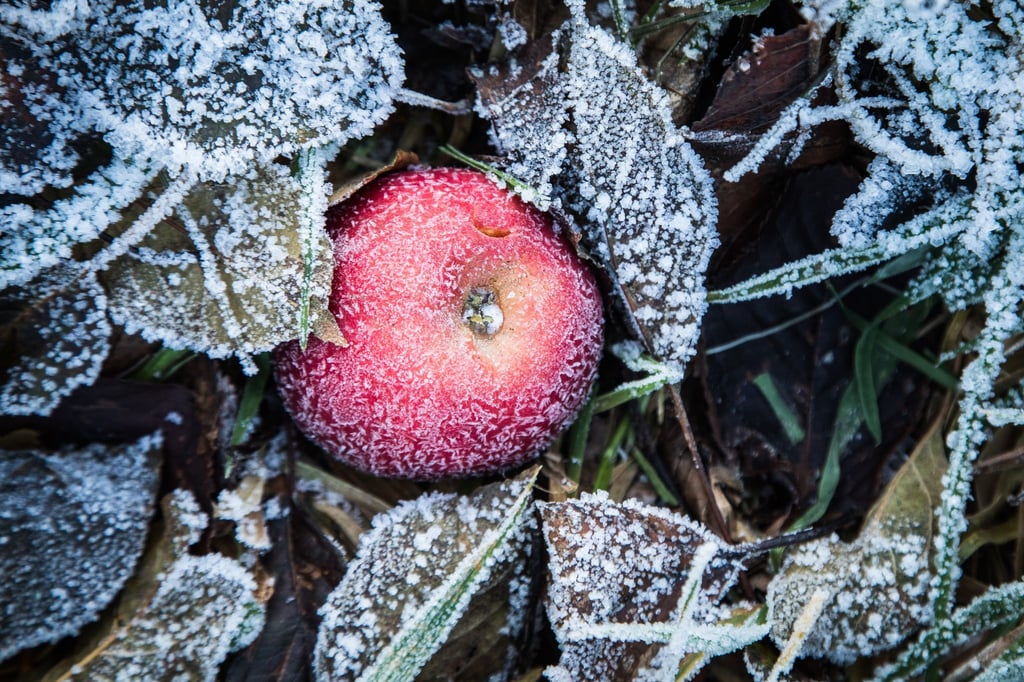 Überbleibsel: Wer im Herbst etwas Fallobst liegenlässt, schenkt etwa Gartenvögeln eine wertvolle Nahrungsquelle.