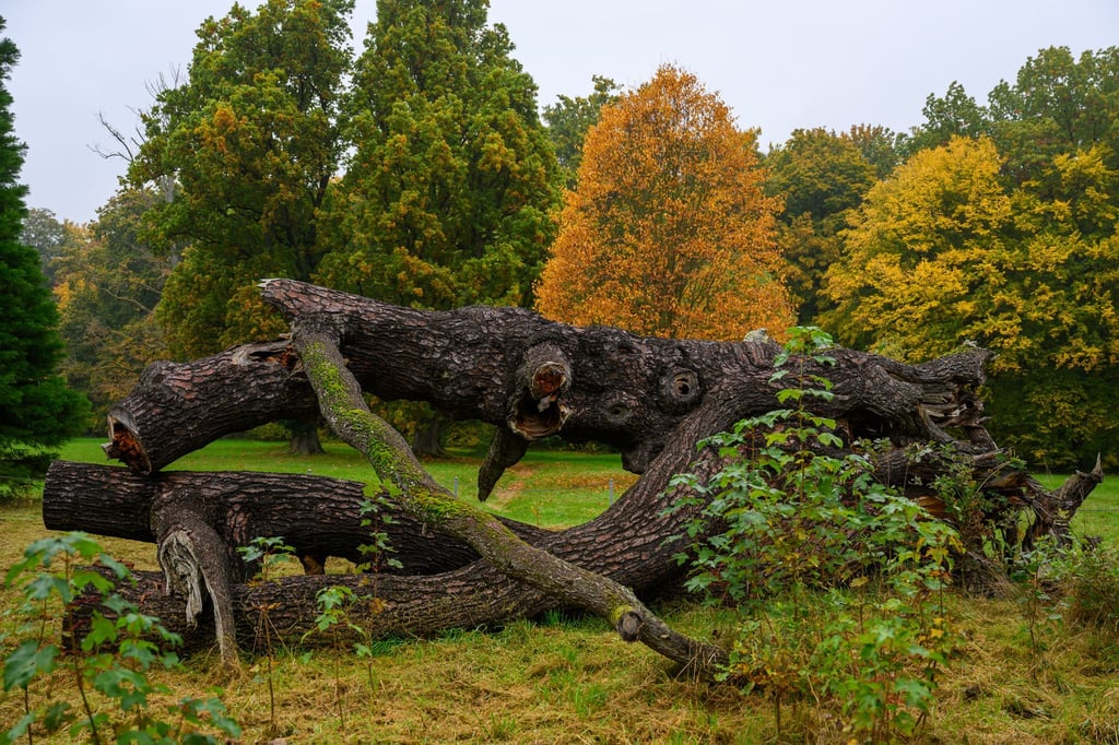 Beim sächsischen Parkseminar soll am Wochenende der Schlosspark von Wechselburg gepflegt werden.