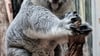 Zuletzt hatte es 2020 Nachwuchs bei den Koalas gegeben.