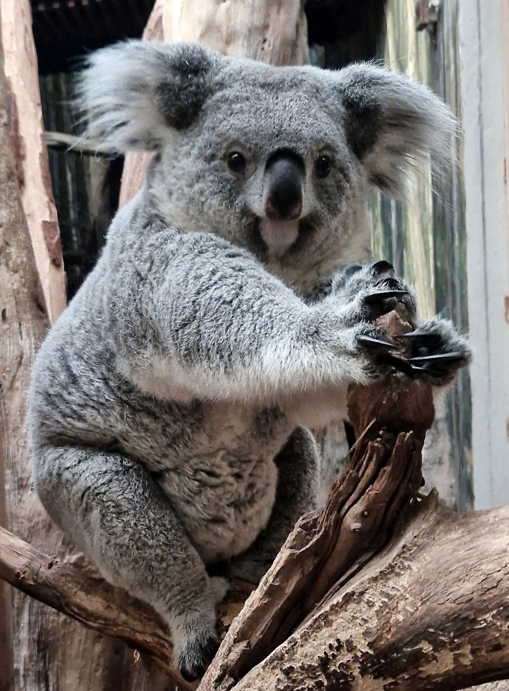 Zuletzt hatte es 2020 Nachwuchs bei den Koalas gegeben.