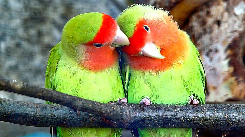 Rosenköpfchen gehören zu den Arten, die von den Vogelfreunden Braunsbedra gehalten werden.