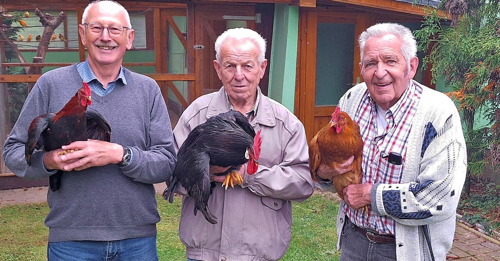 Hartmut Albrecht (von links), Helmut Ahlemann und Rüdiger Schulze züchten zusammen seit 170 Jahren unterschiedliche Hühnerrassen.