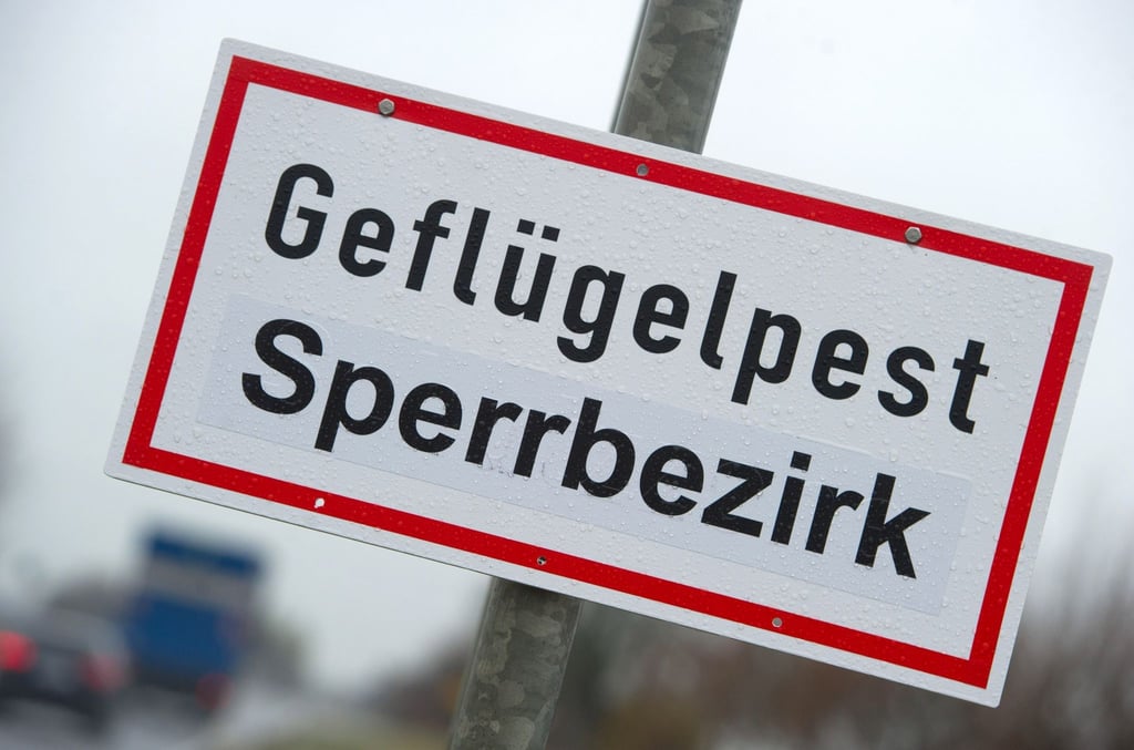 Die Gefahr steigt: Es gibt neue Geflügelpest-Fälle in Brandenburg und im benachbarten Mecklenburg-Vorpommern.
