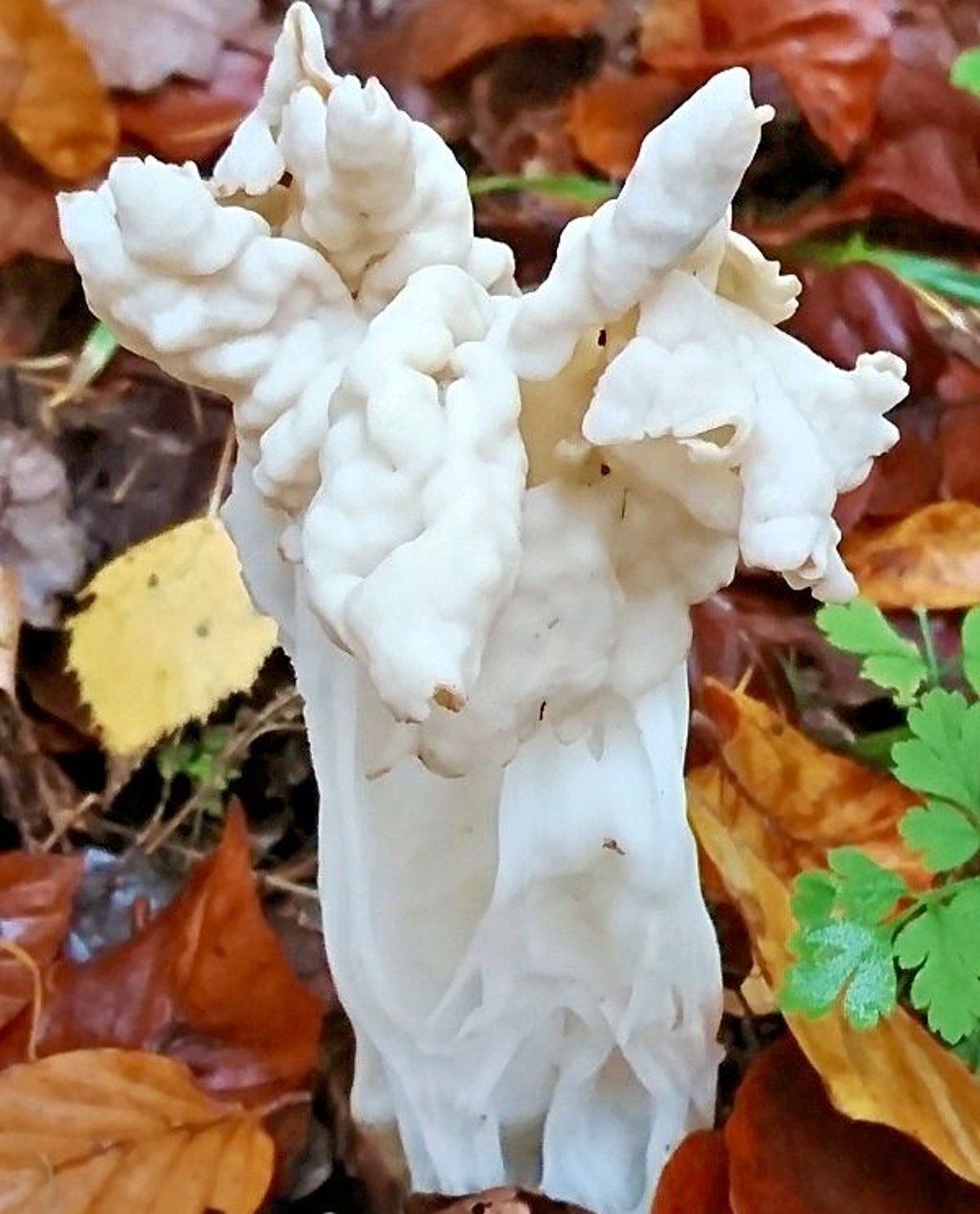 Eine Herbstlorchel im herbstlichen Laub.