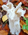 Eine Herbstlorchel im herbstlichen Laub.
