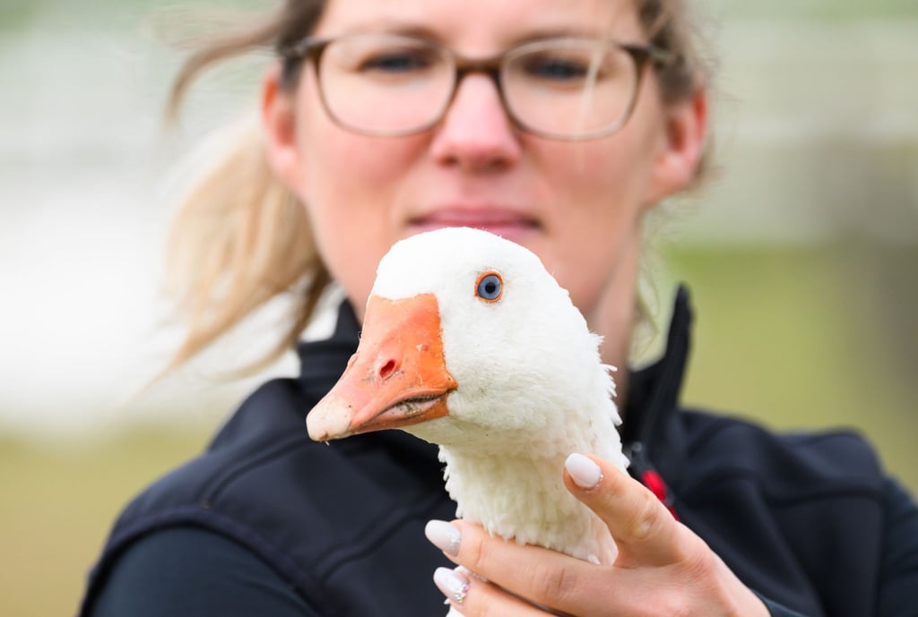 Regina Gebhardt von der Gänsezucht Eskildsen hält eine Zuchtgans im Arm.