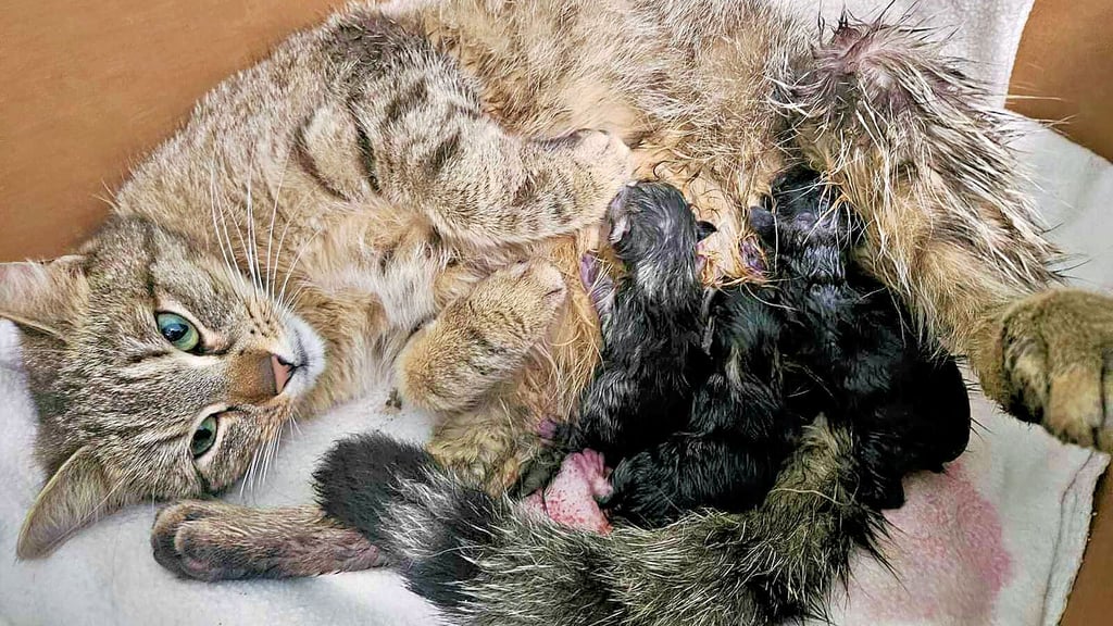 Nicht nur im Frühjahr, auch im Sommer kommen vermehrt Katzenjungen ins Tierheim. Manchmal mit Mutter, oft auch ohne.