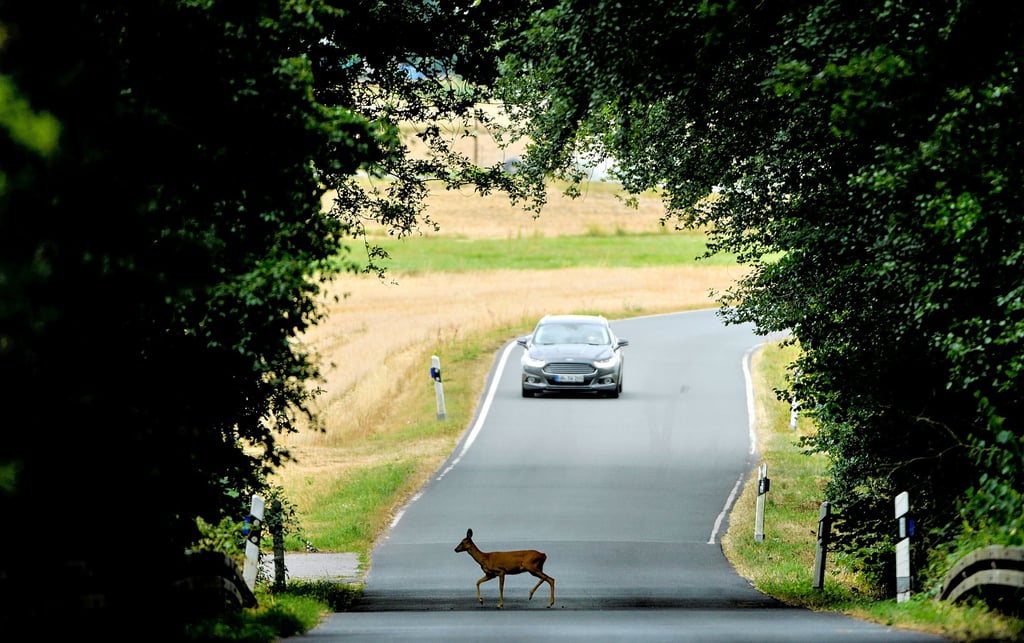 Zusammenstöße mit Wild sind die häufigste Ursache für Verkehrsunfälle im Raum der Polizeiinspektion Dessau-Roßlau, zu der Anhalt-Bitterfeld gehört.