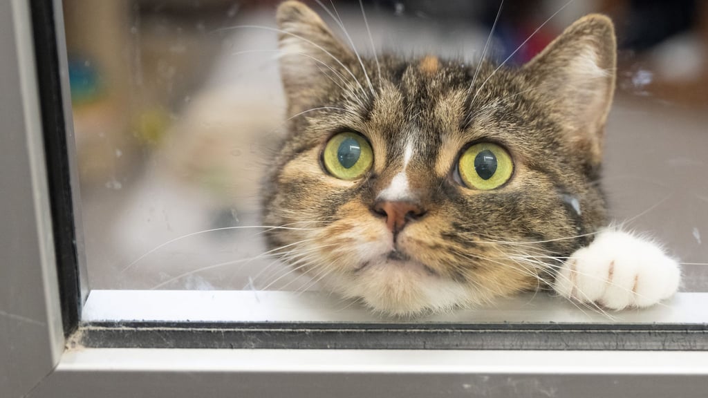 So langweilig: Es gibt aber Möglichkeiten, damit Katzen in der Wohnung auch im Herbst gut beschäftigt sind.