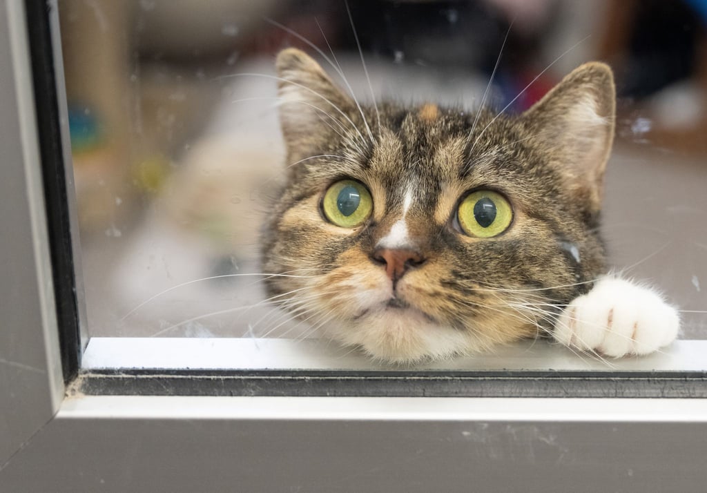 So langweilig: Es gibt aber Möglichkeiten, damit Katzen in der Wohnung auch im Herbst gut beschäftigt sind.