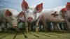 Das Ende eines Förderprogramms für den tierwohlgerechten Umbau der Schweinehaltung stößt auf Kritik in Niedersachsen. (Archivfoto)