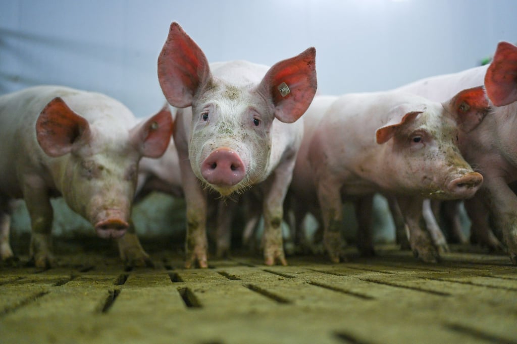 Das Ende eines Förderprogramms für den tierwohlgerechten Umbau der Schweinehaltung stößt auf Kritik in Niedersachsen. (Archivfoto)