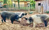 Die drei (kleinen) Schweinchen - im Tiergarten Bernburg sind neue Bewohner eingezogen. Dabei handelt es sich um ganz besondere Borstentiere.