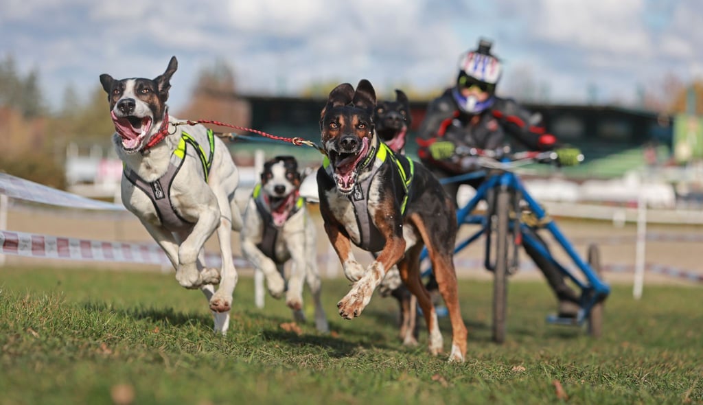 Gespanne mit bis zu acht Hunden gingen bei den Rennen in Bad Harzburg an den Start.