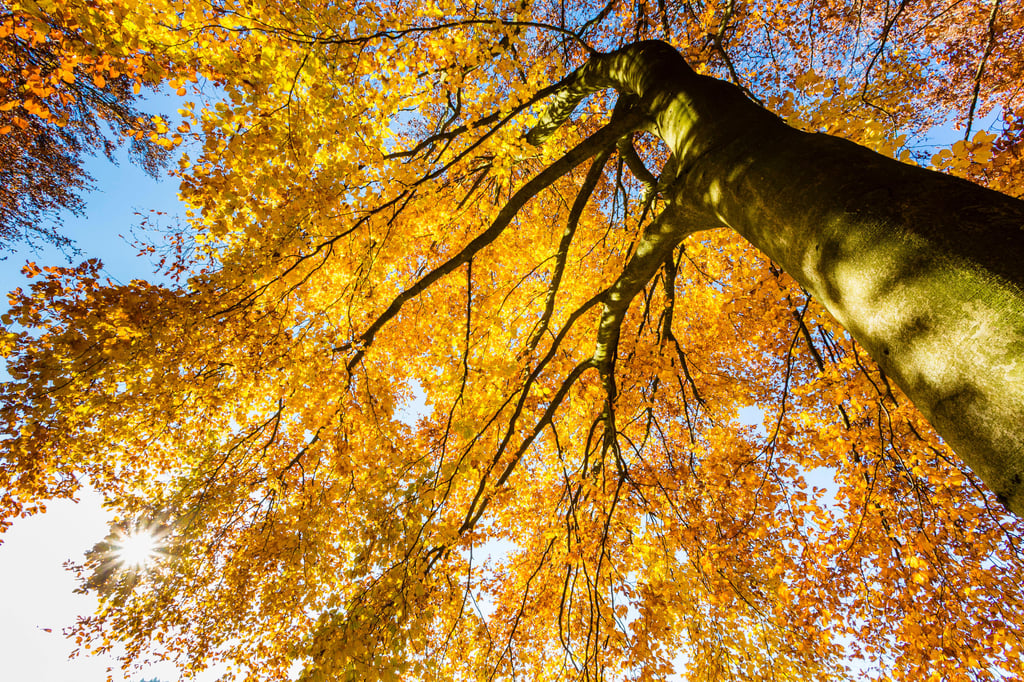 Am kommenden Sonntag findet die Herbstwanderung des Harzklub-Zweigvereins Neudorf statt.