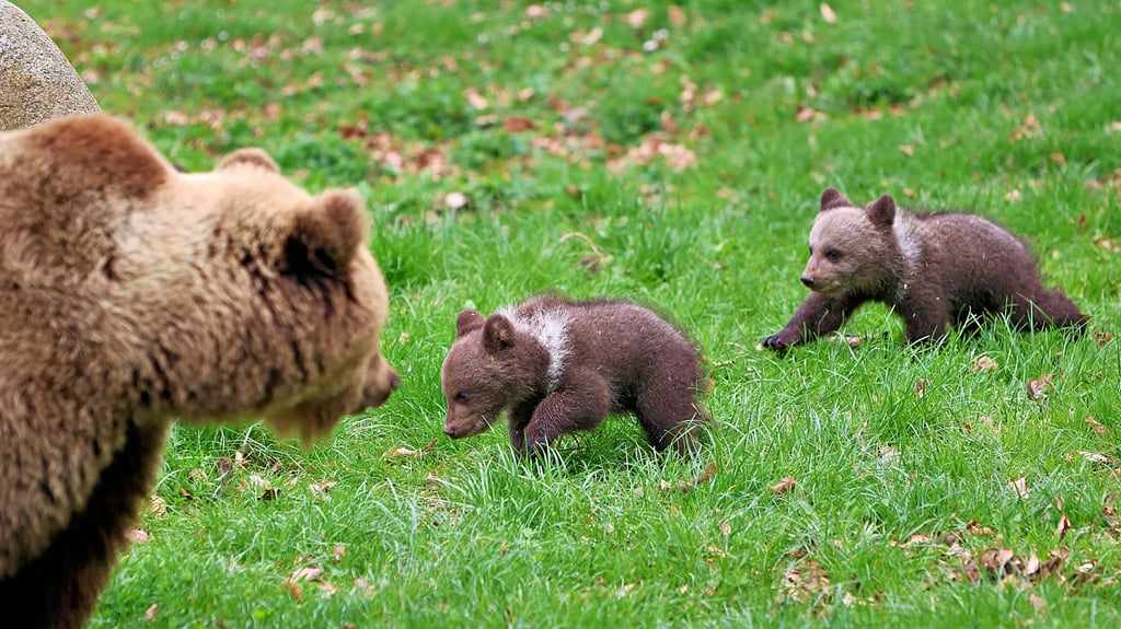 Ende April: Die 14 Wochen alten Jungtiere entdecken das Freigehege im Tierpark Hexentanzplatz Thale. Mutter Idum lässt sie keinen Moment aus den Augen.