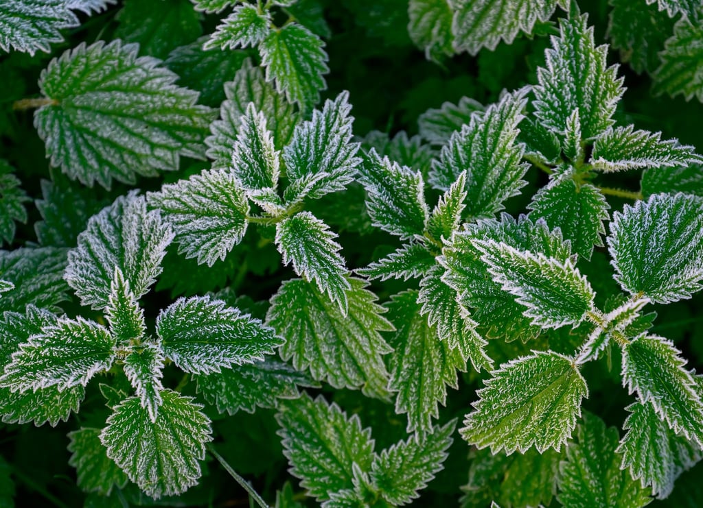 In Berlin und Brandenburg droht in der Nacht auf Sonntag verbreitet Frost. (Archivbild)