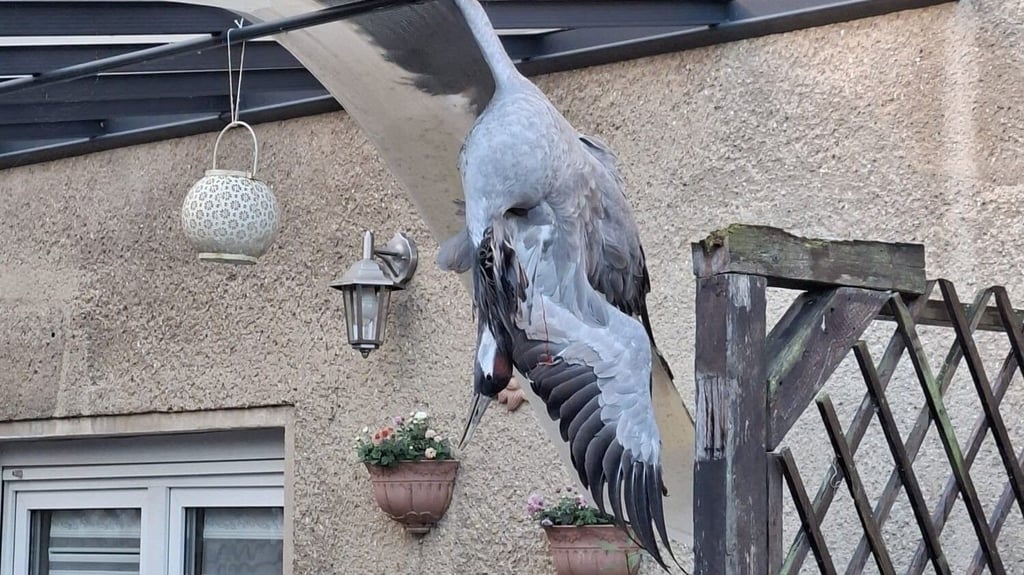 Dieser Kranich stürzte in der Nacht zum Freitag vom Himmel und durchschlug das Dach einer Terassenabdeckung in der Oberröblinger Hauptstraße.