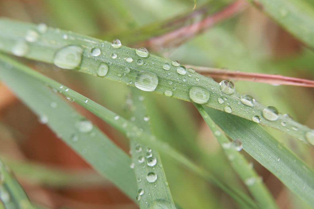 Zu Beginn der Woche wird es in Sachsen-Anhalt wieder regnerisch. Allerdings steigen die Temperaturen noch einmal an. (Symbolfoto)