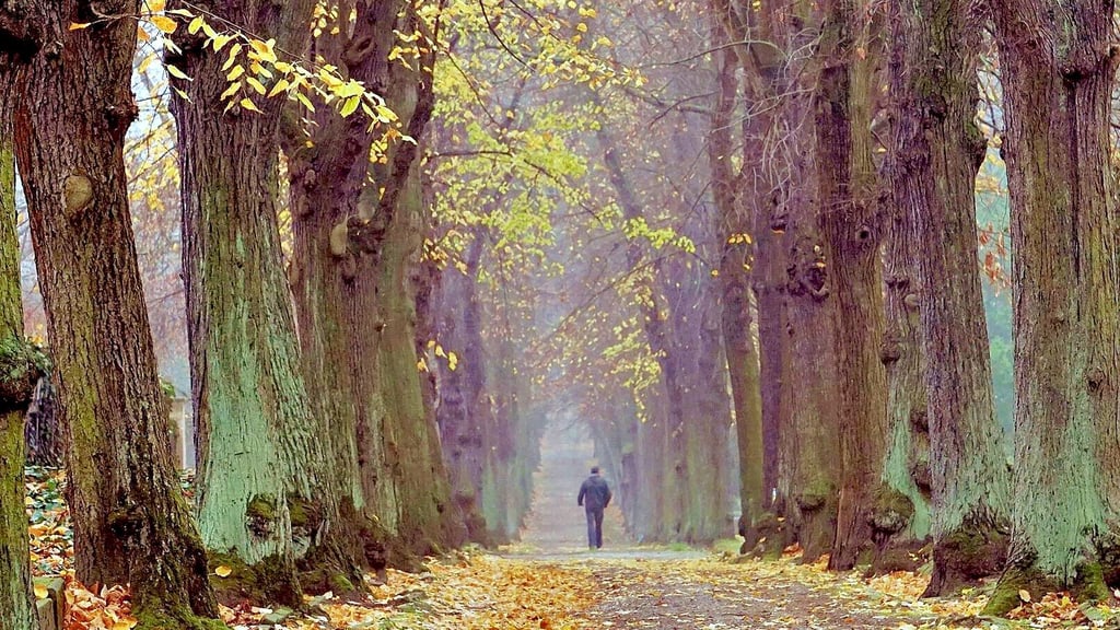 Herbststimmung in Aschersleben: Um die Bäume auf dem Ascherslebener Friedhof kümmert sich die Friedhofsverwaltung des Bauwirtschaftshofes.