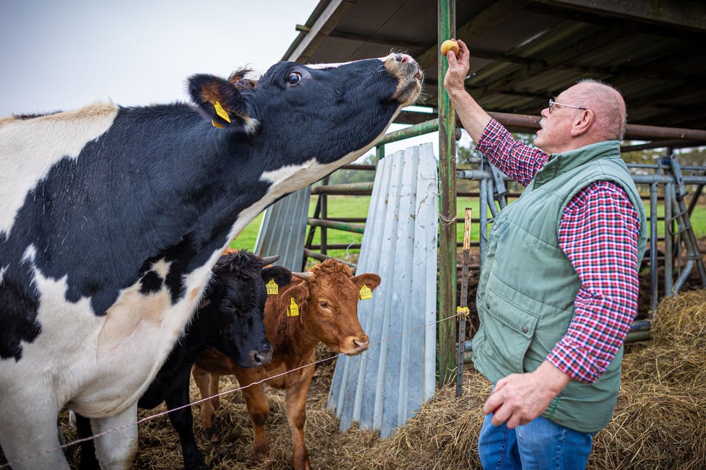 Äpfel gehen immer: Ex-Schlachter Lothar Fornfett bringt seinem Ochsen Hugo dessen Leibspeise mit.