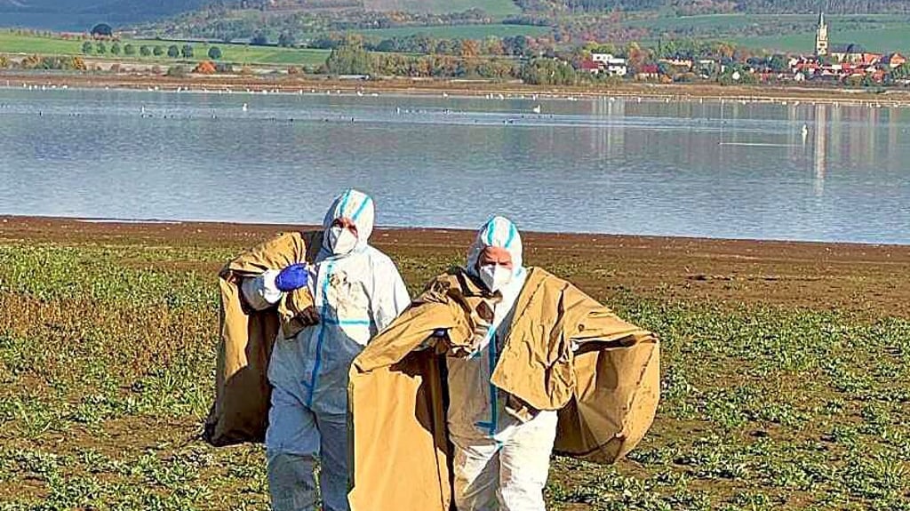 Feuerwehrleute bergen in Wathosen und unter Vollschutz tote Kraniche am Stausee Kelbra.