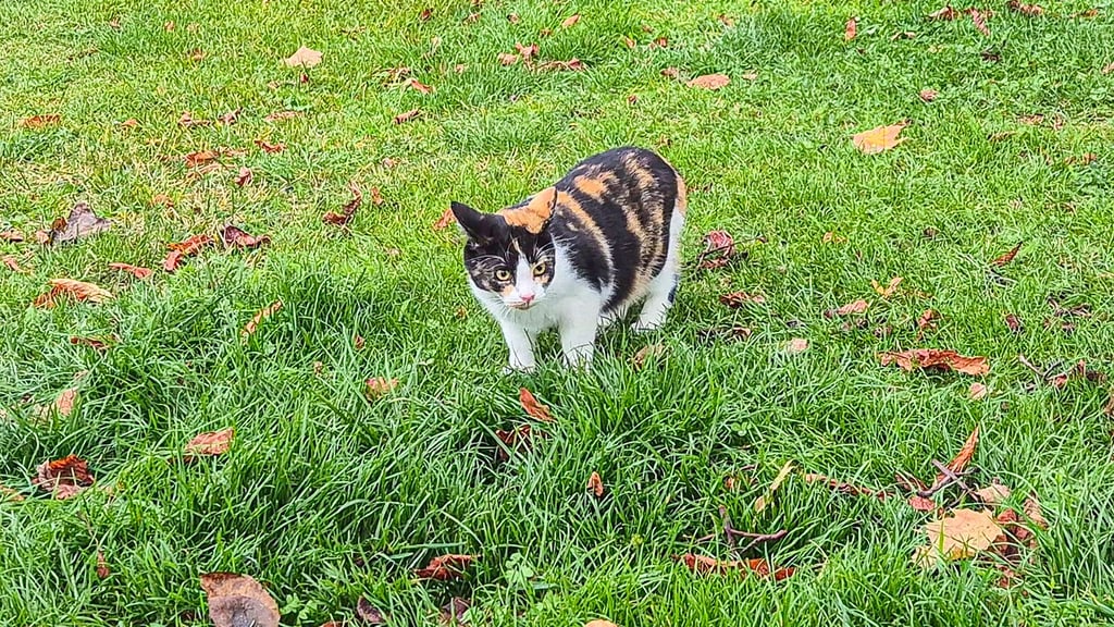 In Zöschen sind derzeit vermehrt Straßenkatzen wie diese unterwegs. Viele von ihnen sind durch Krankheiten geplagt oder infolge von Inzucht geboren.